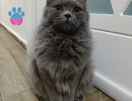 Britsh Longhair 11 Aylık Dişi kedime eş arıyorum