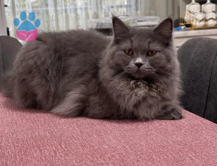 Britsh Longhair 11 Aylık Dişi kedime eş arıyorum