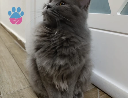 Britsh Longhair 11 Aylık Dişi kedime eş arıyorum