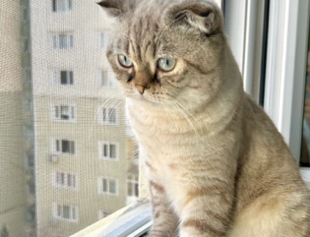 Scottish Fold 1 yaşında - 118975099