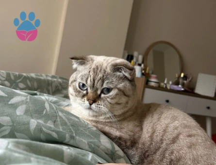 Scottish Fold 1 yaşında