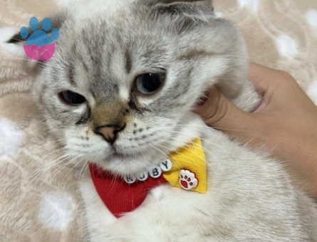 Scottish Fold 1 yaşında