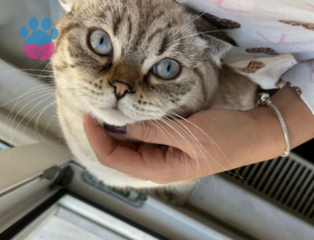 Scottish Fold 1 yaşında
