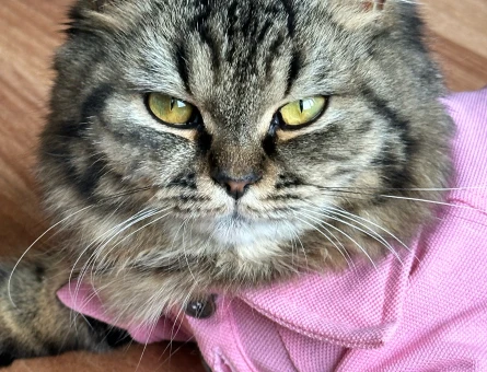 British Longhair 1 Yaşında kızgınlıkta Dişi - 118975103