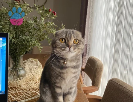 Kızımıza eş arıyoruz (British Short Hair)