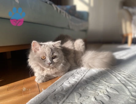 British Longhair Kedime Eş Arıyorum