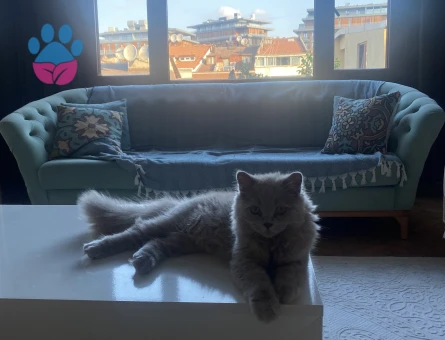 British Longhair Kedime Eş Arıyorum