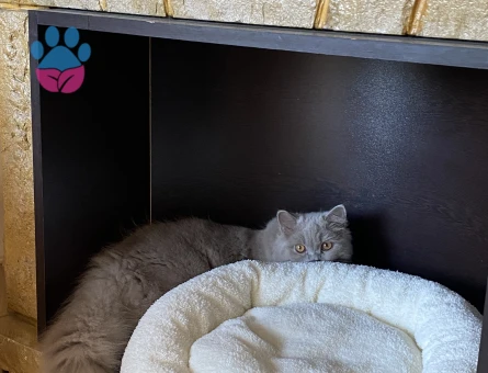 British Longhair Kedime Eş Arıyorum