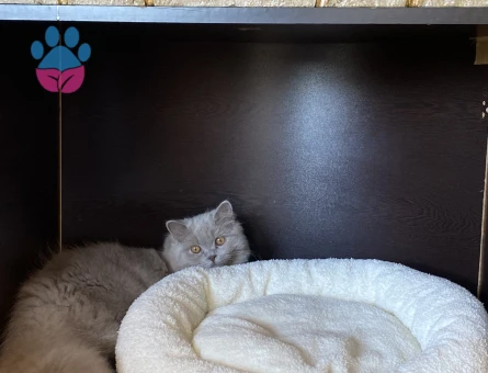 British Longhair Kedime Eş Arıyorum