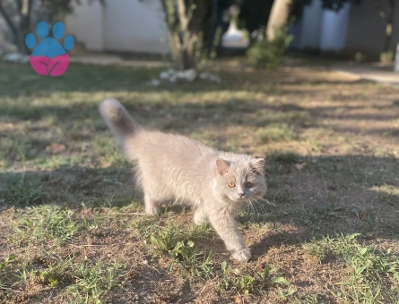 British Longhair Kedime Eş Arıyorum