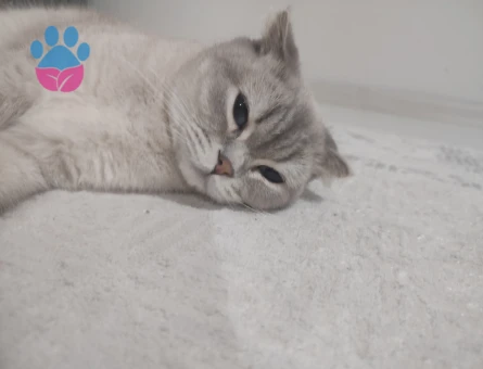 Scottish Straight Kedim Eş Arıyor