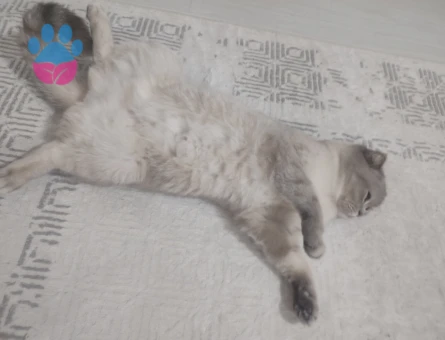 Scottish Straight Kedim Eş Arıyor