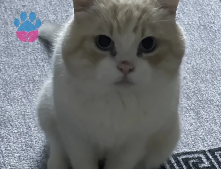 British Shorthair 3 Yaşında Eş Arıyor