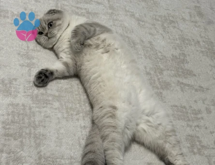 Dişi - Scottish fold eş arıyorum