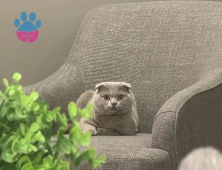 Scottish Fold 11 Aylık Eş Arıyor