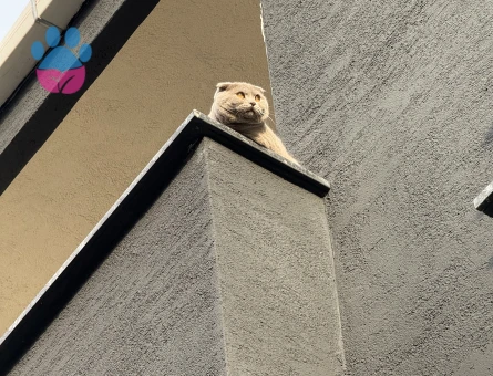 Scottish Fold 11 Aylık Eş Arıyor