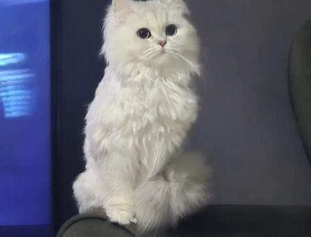 British longhair 3 Yaşında Eş Arıyor - 118982604