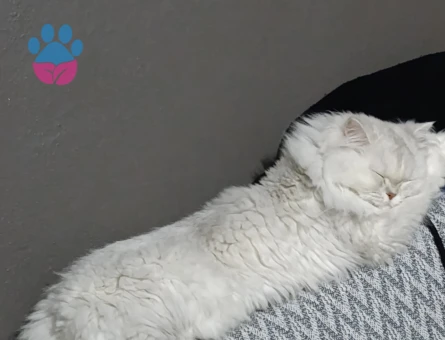 British longhair 3 Yaşında Eş Arıyor