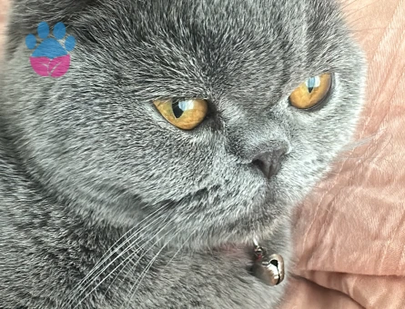 Kızımıza aile babası arıyoruz