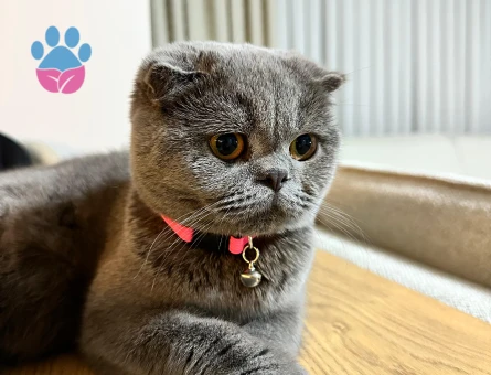 Kızımıza aile babası arıyoruz