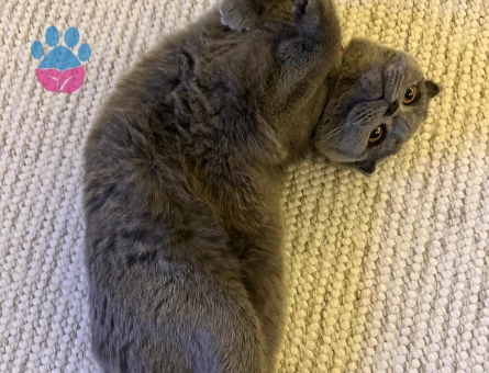 Kızımıza aile babası arıyoruz