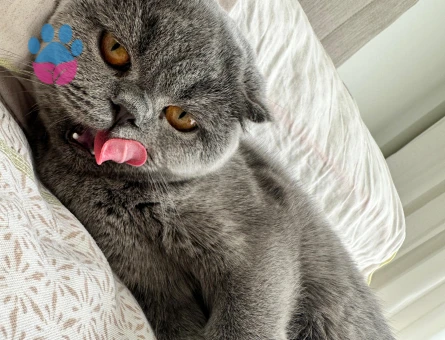 Kızımıza aile babası arıyoruz