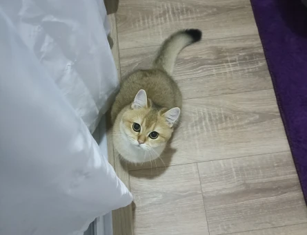 Dişi Scottish fold Kızgınlıkta - 118982613