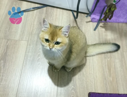 Dişi Scottish fold Kızgınlıkta