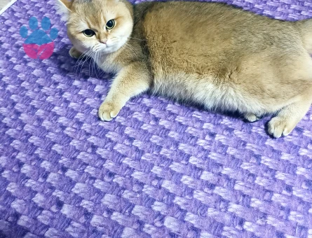 Dişi Scottish fold Kızgınlıkta