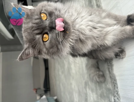 British Longhair Oğlum Lavi'ye Eş Arıyorum