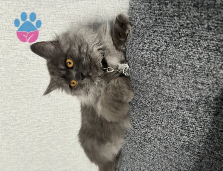 British Longhair Oğlum Lavi'ye Eş Arıyorum