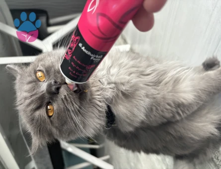 British Longhair Oğlum Lavi'ye Eş Arıyorum