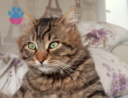 Norveç Orman Kedisi 9 Aylık Yavruma Eş Arıyorum