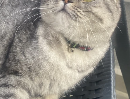 Scottish Fold 1 Yaşında Kedim Eş Arıyor - 118964428