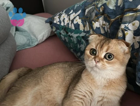 Scottish Fold Kedim Sadece British Eş Arıyorum