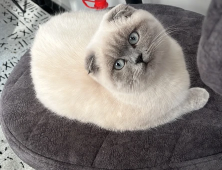 Erkek kedi arıyoruz - 118975869