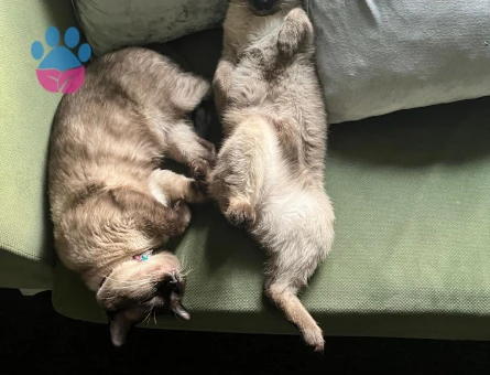 Acil Prenses Aranıyorrr :)