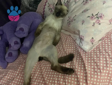 Acil Prenses Aranıyorrr :)