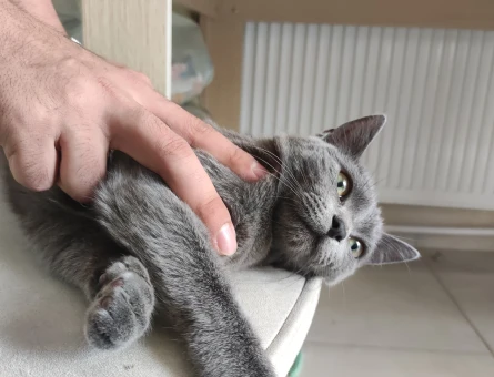 Kedi eş ilanı - 118975873