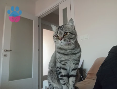 Kedime tatlı bir eş arıyorum