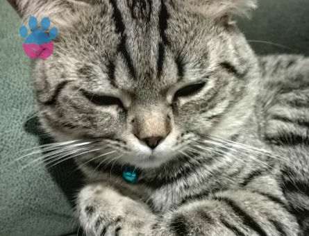 Kedime tatlı bir eş arıyorum