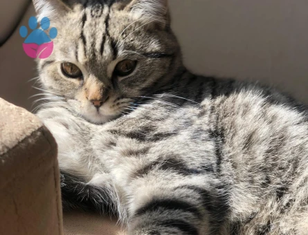 Kedime tatlı bir eş arıyorum