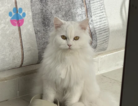 British longhair kızıma eş arıyorum