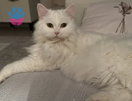 British longhair kızıma eş arıyorum