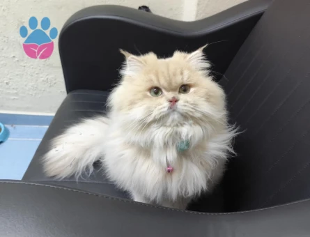 British longhair 2 Yaşında Eş Arıyorum