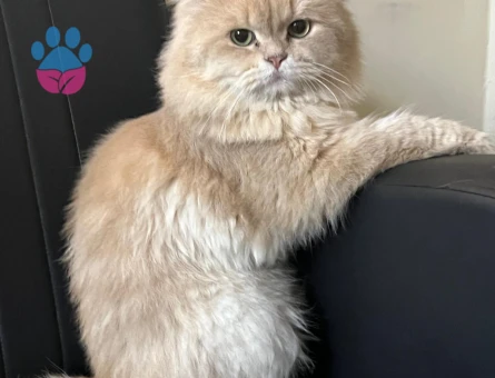 British longhair 2 Yaşında Eş Arıyorum