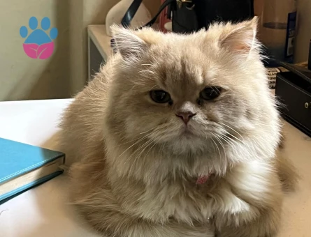 British longhair 2 Yaşında Eş Arıyorum