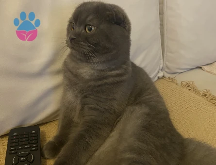 8 aylık erkek kedime eş arıyorum