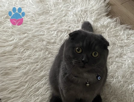 8 aylık erkek kedime eş arıyorum