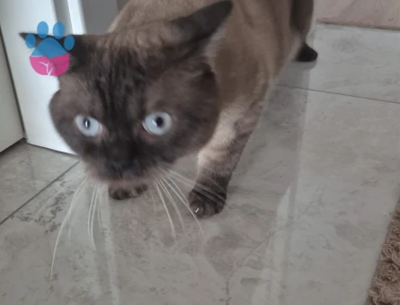 British Shorthair 2 Yaşında Eş Arıyor